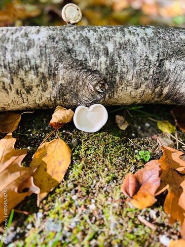 Heart of fungi