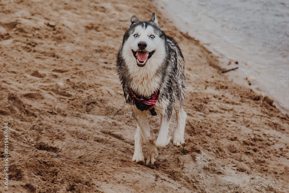 The dog runs in the fresh air. Husky runs on the sand. Big fluffy gray dog near the river. The dog runs in the fresh air. Husky runs on the sand. Big fluffy gray dog near the river.