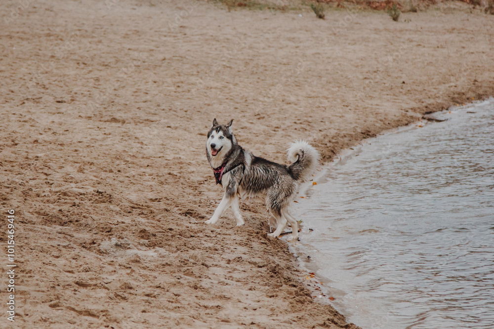 The dog runs in the fresh air. Husky runs on the sand. Big fluffy gray dog near the river. The dog runs in the fresh air. Husky runs on the sand. Big fluffy gray dog near the river.