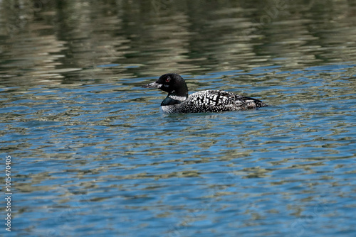 Breeding adult Common Loon