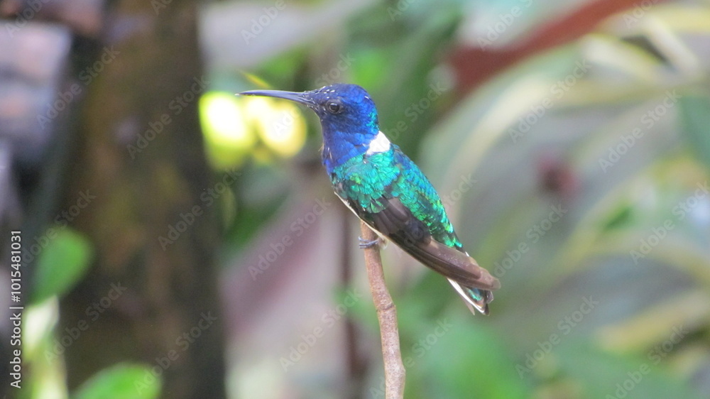 Male white-necked Jacobin (Florisuga mellivora), Asa Wright Nature Centre, Northern Range, Trinidad Male white-necked Jacobin (Florisuga mellivora), Asa Wright Nature Centre, Northern Range, Trinidad