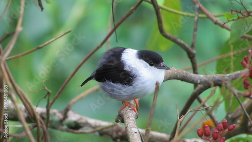 Fotografija Male white-bearded manakin (Manacus manacus), Asa Wright Nature Centre, Northern