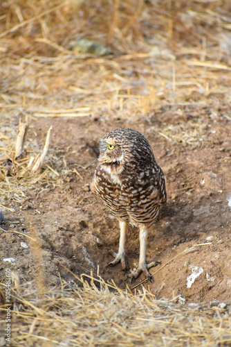 burrowing owl standing on a burrow