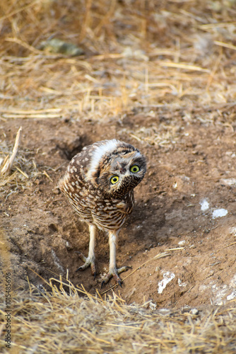 burrowing owl standing on a burrow