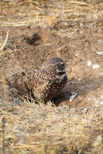 burrowing owl standing on a burrow