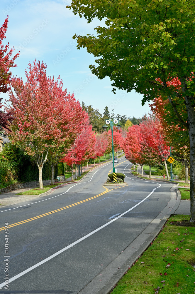 Early fall colour on tree lined city street with bright, red maple trees Early fall colour on tree lined city street with bright, red maple trees