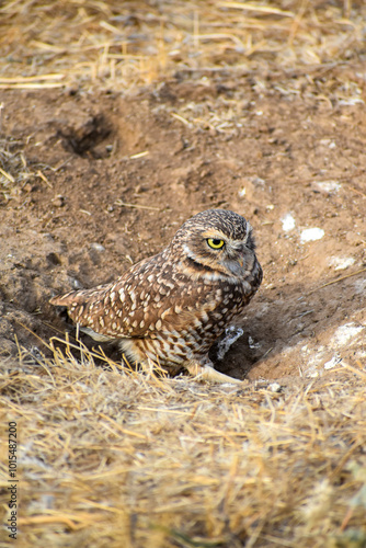 burrowing owl standing on a burrow