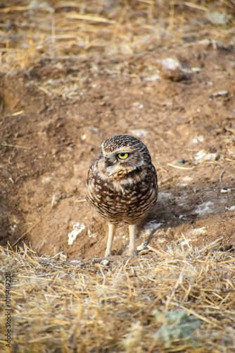 burrowing owl standing on a burrow
