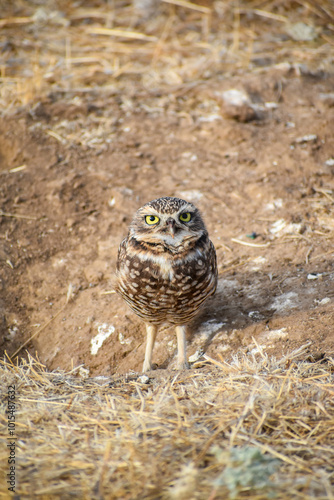 burrowing owl standing on a burrow