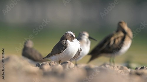 Common Ringed Plover (Charadrius hiaticula), Dunlin (Calidris alpina) and Common Snipe (Gallinago gallinago) are seen together on the shore of Kabakli pond. photo