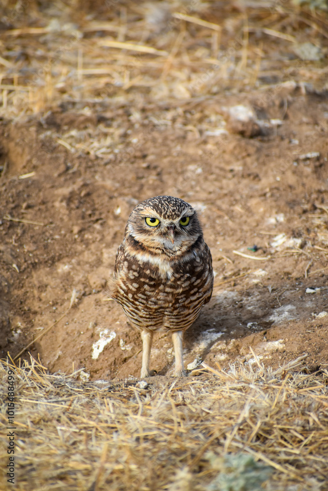burrowing owl standing on a burrow burrowing owl standing on a burrow