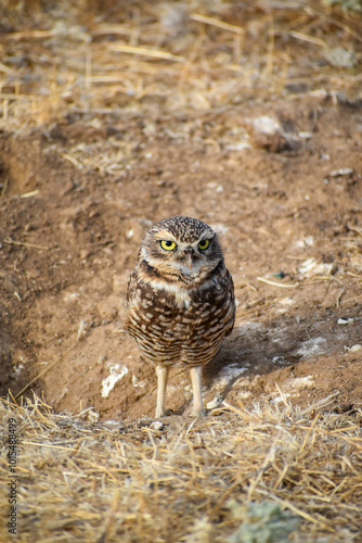 burrowing owl standing on a burrow