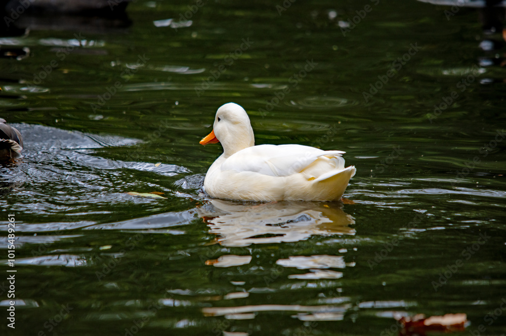 Ein junger weißer Schwan auf dem Wasser Ein junger weißer Schwan auf dem Wasser