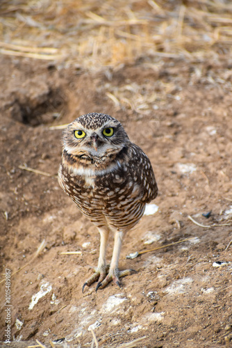 burrowing owl standing on a burrow