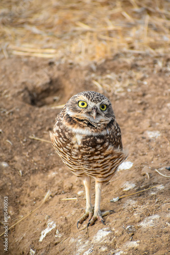 burrowing owl standing on a burrow