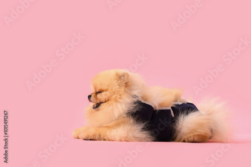 Cute Pomeranian dog in recovery suit after sterilization lying on pink background photo