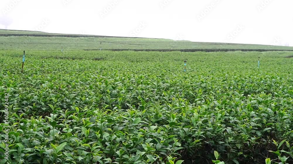 Tea plantation. Green tea plants with young herbal leaves. Green tea plants waiting to be harvested. On organic farm Camellia sinensis Fresh Tree
Tea plantation. Green tea plants with young herbal leaves. Green tea plants waiting to be harvested. On organic farm Camellia sinensis Fresh Tree