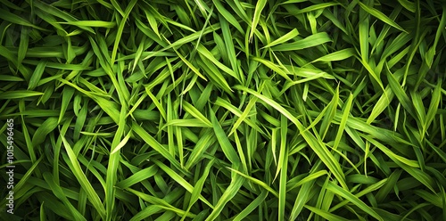 Green Grass Blades Closeup