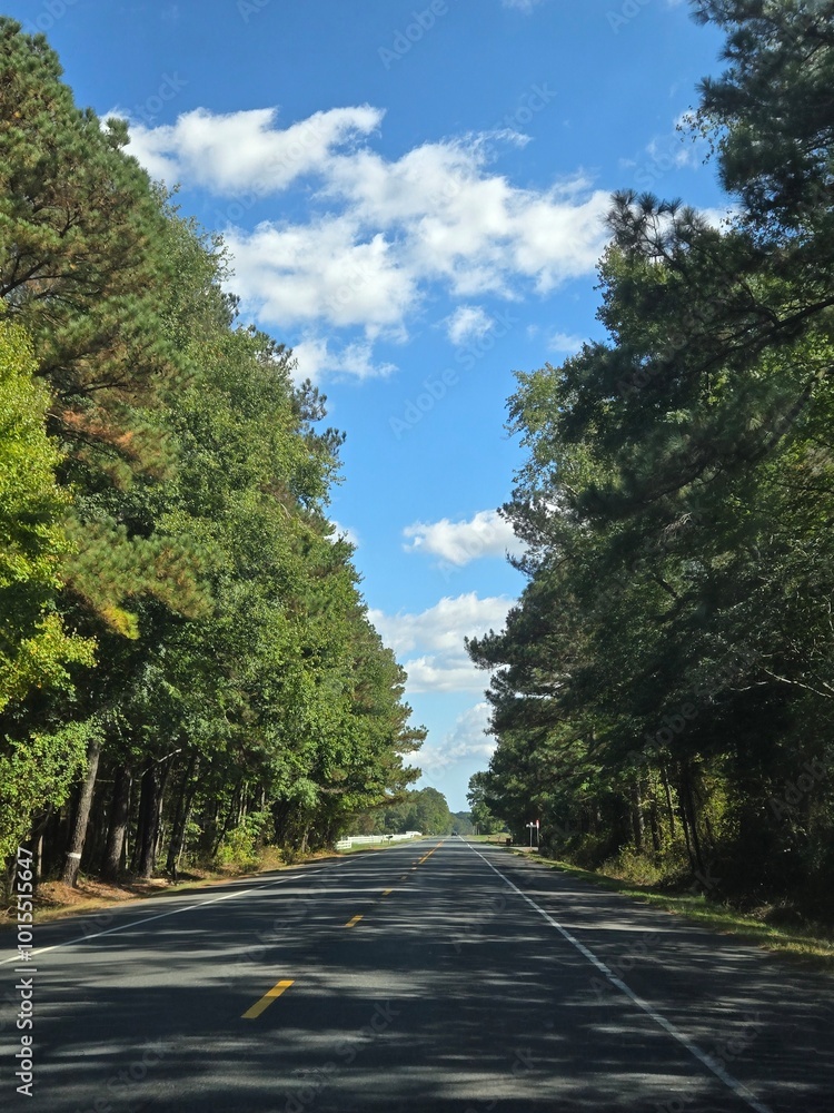 Obraz premium road in the forest