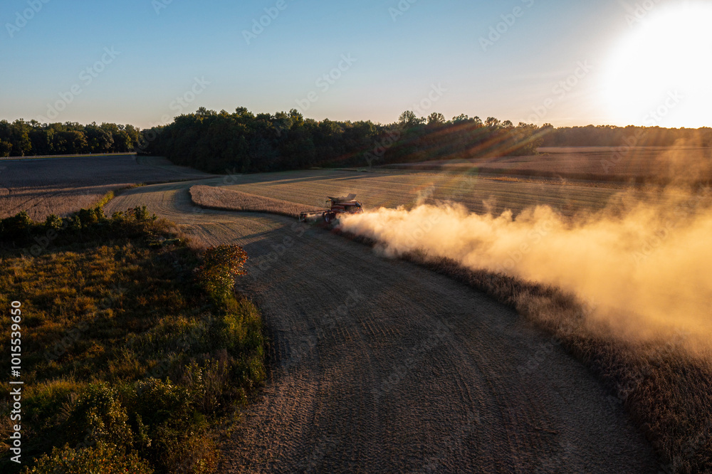 Fototapeta premium Soy Beans being Harvested at sunset