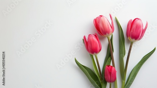 Elegant pink tulips on white background - minimalist floral stock photography