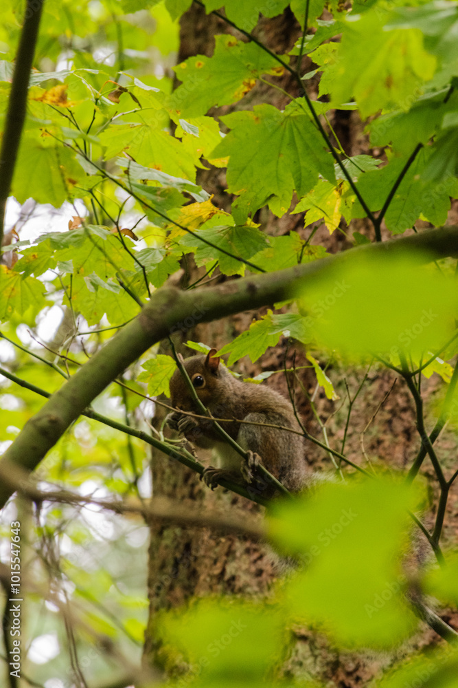 Squirrel snacking on maple keys Squirrel snacking on maple keys