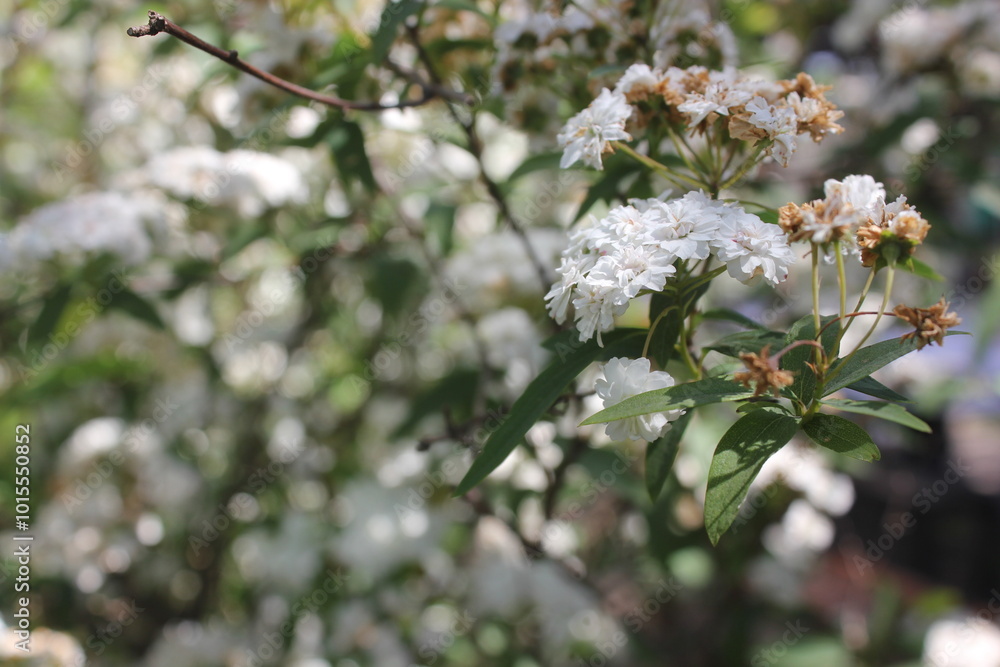 tree blossom tree blossom
