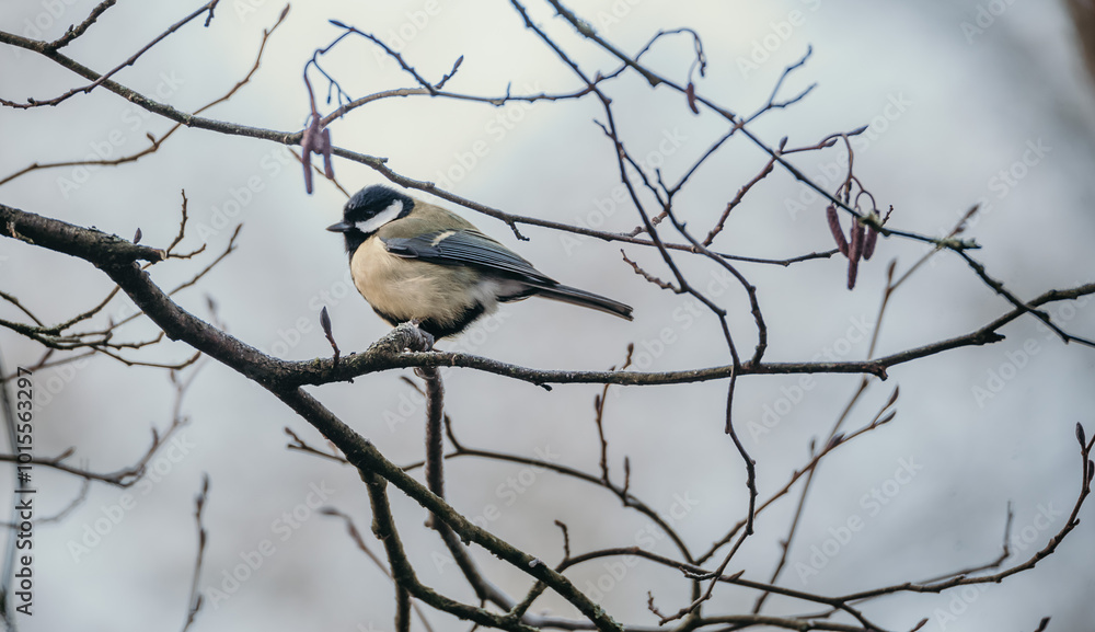 Vibrant Small Bird Perched on a Branch in England: Perfect for Nature and Wildlife Photography Enthusiasts Vibrant Small Bird Perched on a Branch in England: Perfect for Nature and Wildlife Photography Enthusiasts