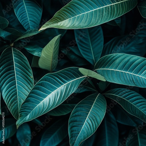 A close-up of a tropical glossy, thick leaves, with intricate veins visible