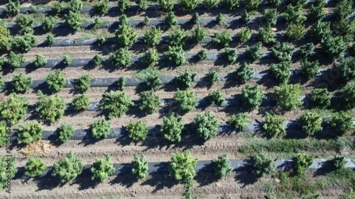 Drone flight top down view of cannabis plants in an open field in Oregon