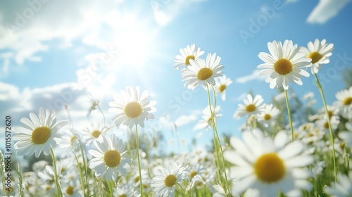 A field of daisies swaying in the wind under a bright, sunny sky