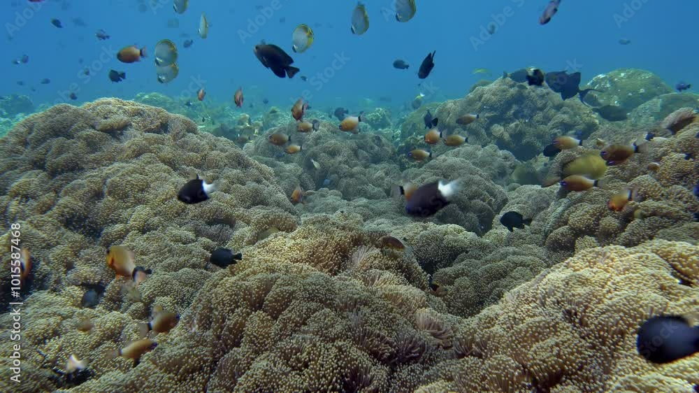 The bottom of the tropical sea is all overgrown with anemones, whose tentacles sway in the surf. Near the anemones, various tropical fish swim in the sun's rays. The bottom of the tropical sea is all overgrown with anemones, whose tentacles sway in the surf. Near the anemones, various tropical fish swim in the sun's rays.