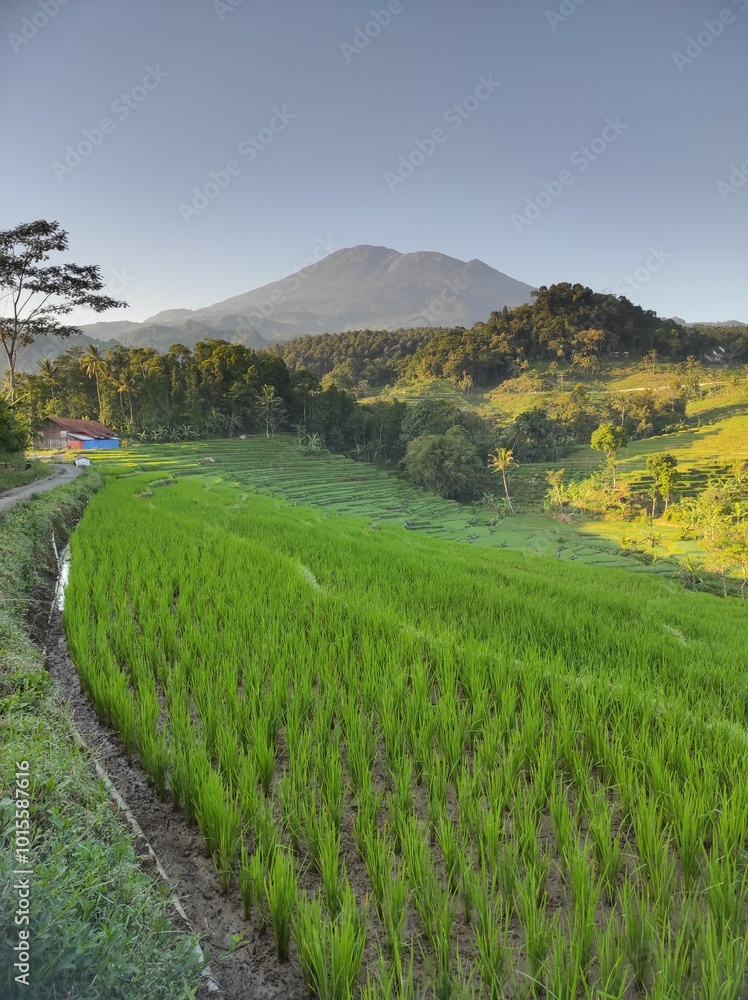 Fototapeta premium Natural view in the morning