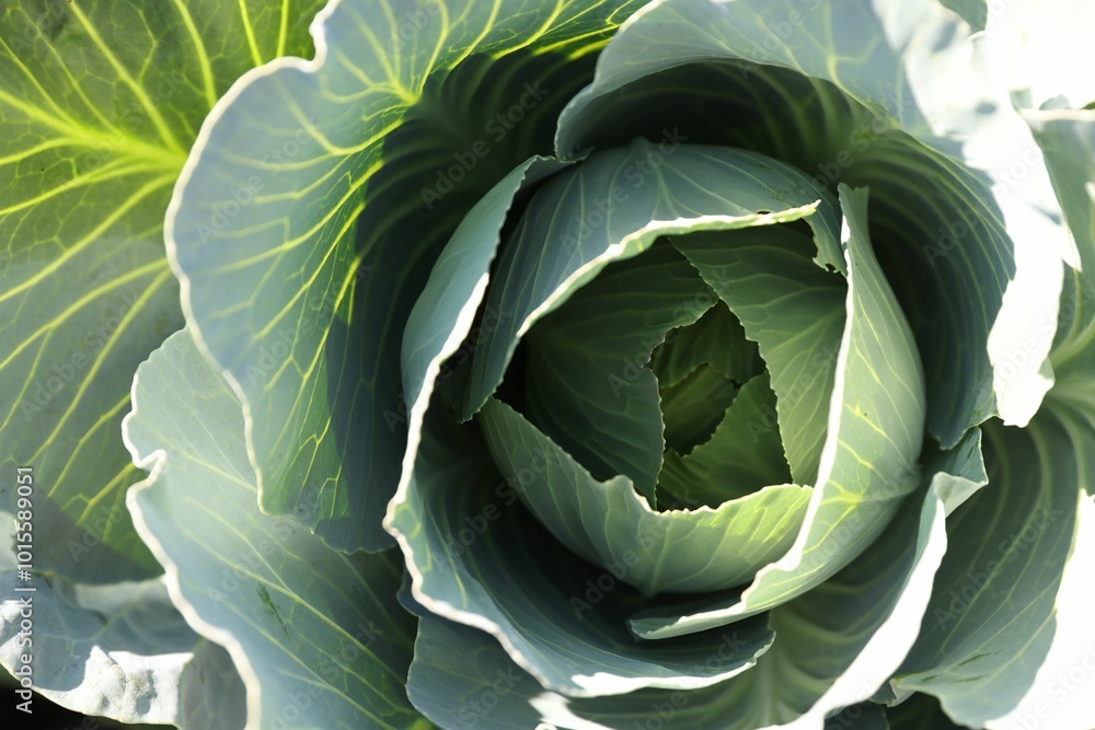 Green cabbage growing in field on sunny day, closeup Green cabbage growing in field on sunny day, closeup