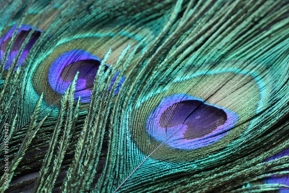 Naklejka premium Beautiful bright peacock feathers as background, closeup