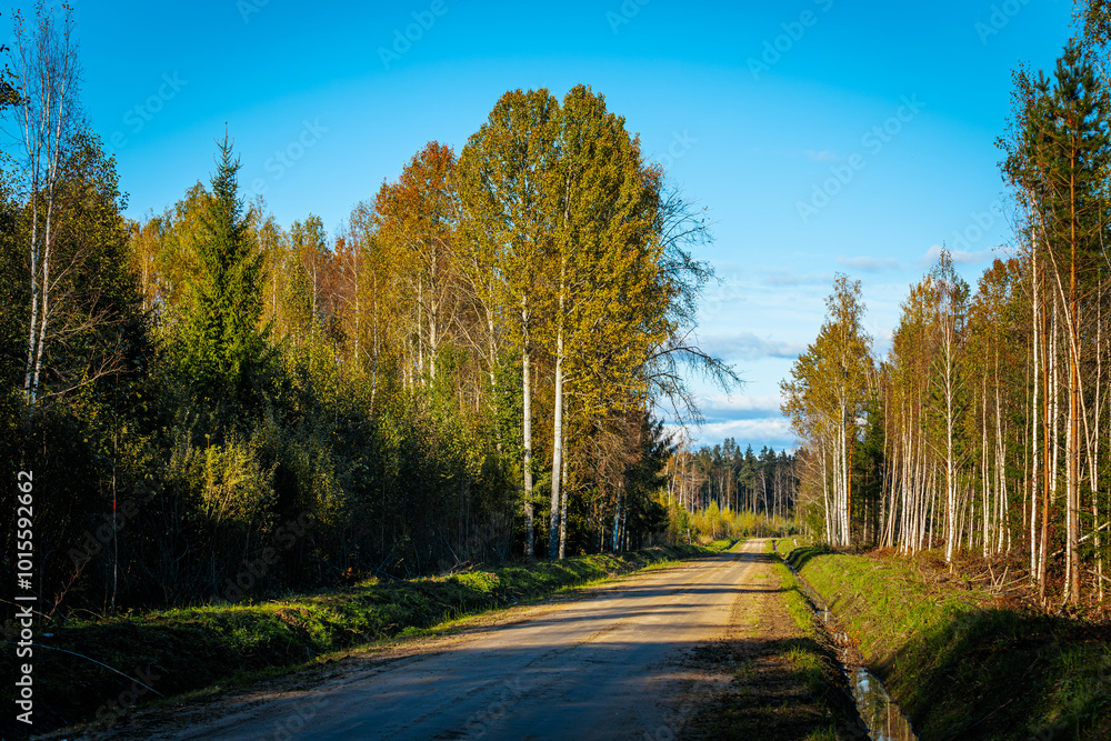 Fototapeta premium A peaceful dirt road winds through a forest in autumn, flanked by tall birch trees and lush green foliage. The warm sunlight enhances the golden leaves and shadows, creating a serene landscape.