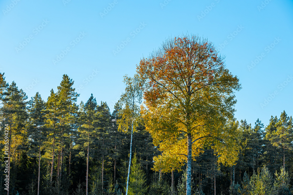 A large tree with vibrant autumn leaves in shades of yellow and orange stands tall against a bright, clear blue sky. The image captures the beauty of nature in fall. A large tree with vibrant autumn leaves in shades of yellow and orange stands tall against a bright, clear blue sky. The image captures the beauty of nature in fall.