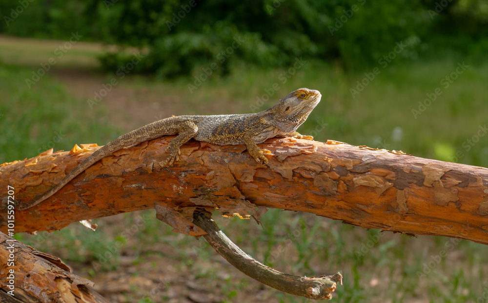 Fototapeta premium Portrait of a Bearded Dragon Lizard