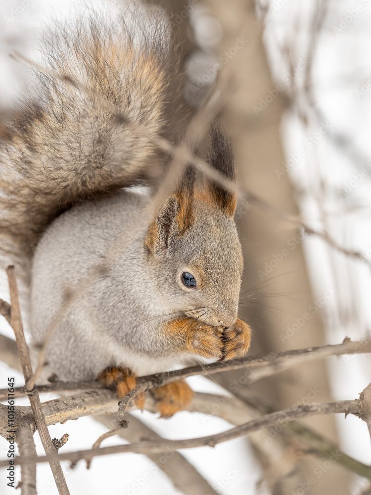 Fototapeta premium The squirrel with nut sits on tree in the winter or late autumn