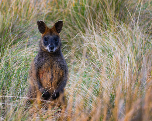 kangaroo in the grass Phillip Island Summerlands photo