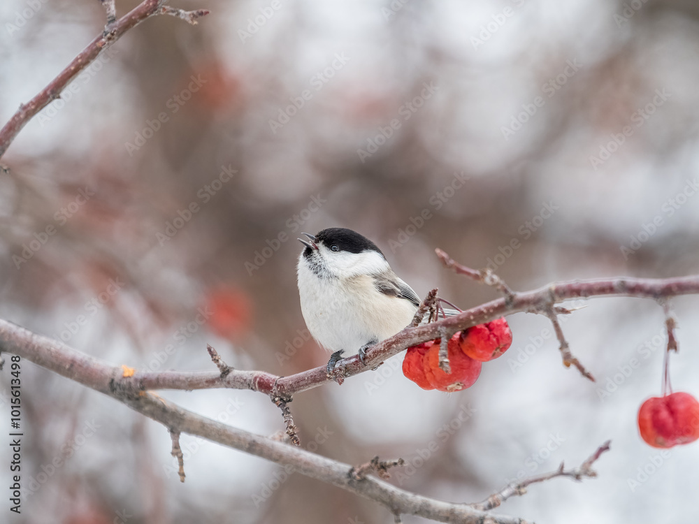 Cute bird the willow tit, song bird sitting on a branch without leaves in the winter. Cute bird the willow tit, song bird sitting on a branch without leaves in the winter.