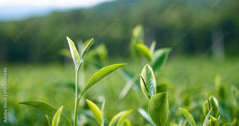 Obraz premium Green tea tree leaves field young tender bud herbal Green tea tree in camellia sinensis organic farm. Close up Fresh Tree tea plantations mountain green nature in herbal farm plant background morning