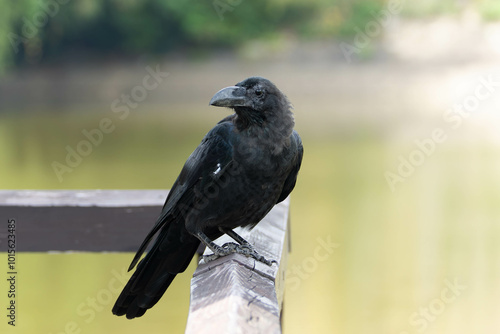 湖上の橋に佇むハシブトガラス