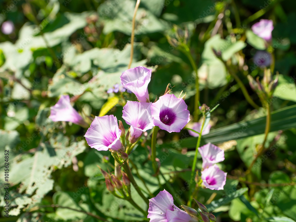 Obraz premium 大和川の河川敷に咲くマメアサガオ