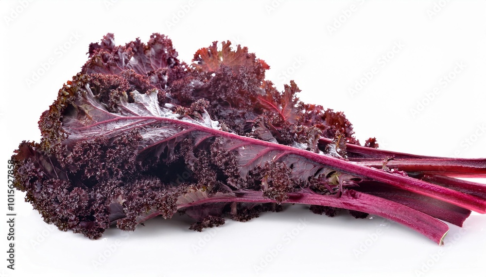 Fototapeta premium Red kale on white background. Red kale Isolated.