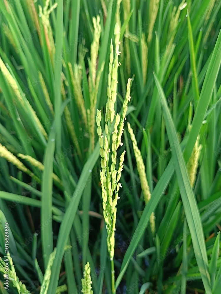 Fertile rice plants in rice fields
