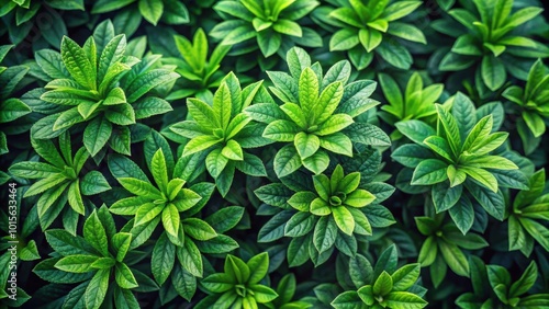 Green plant foliage nature background, top view , fresh, garden, abstract, leaves, lush, natural, environment, eco, botany