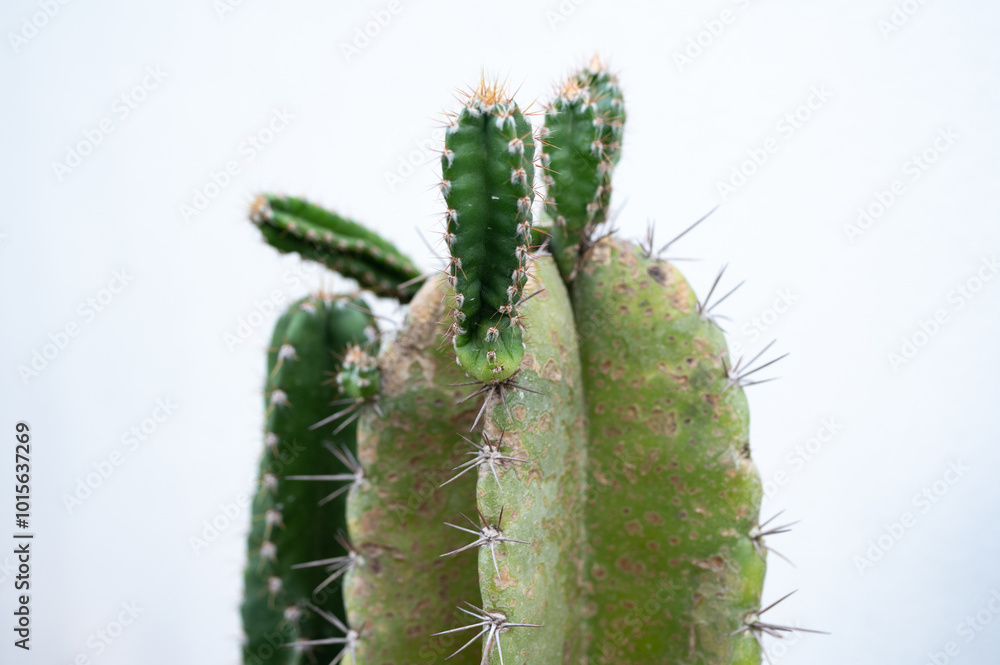 New stem growing on Cereus peruvianus cactus. These are actually clones. New stem growing on Cereus peruvianus cactus. These are actually clones.