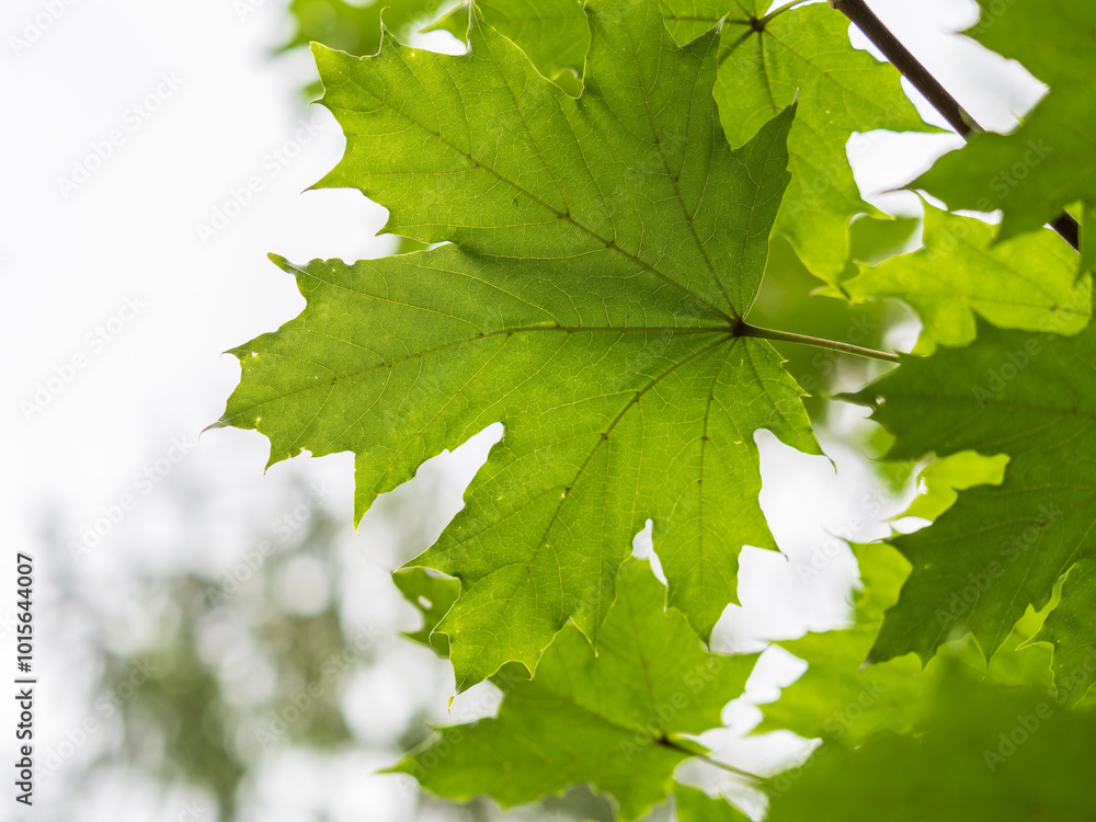 Maple branches with green and yellow leaves in autumn, in the light of sunset. Maple branches with green and yellow leaves in autumn, in the light of sunset.