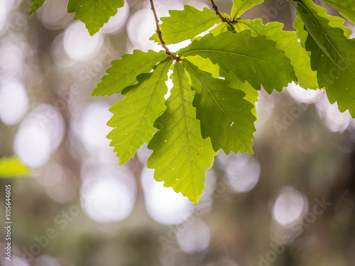 Oak branches with green and yellow leaves in autumn park.